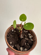 Load image into Gallery viewer, Chinese Money Plant ‘Pilea Peperiomiodes’