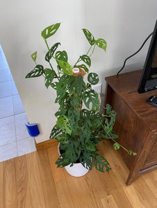 Monstera Adansonii