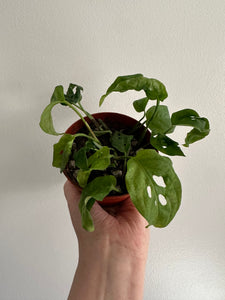 Monstera Adansonii