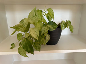Epipremnum snow queen pothos