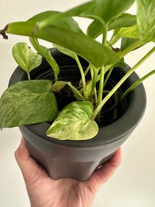 Epipremnum snow queen pothos