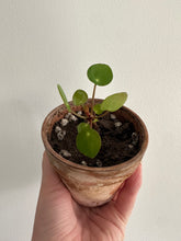 Load image into Gallery viewer, Chinese Money Plant ‘Pilea Peperiomiodes’