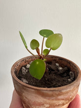Load image into Gallery viewer, Chinese Money Plant ‘Pilea Peperiomiodes’
