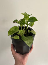 Load image into Gallery viewer, Epipremnum snow queen pothos