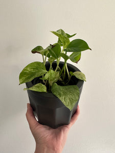 Epipremnum snow queen pothos