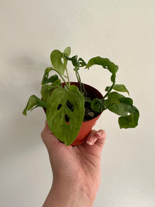 Monstera Adansonii
