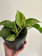 Load image into Gallery viewer, Epipremnum snow queen pothos