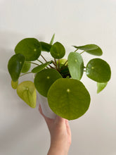 Load image into Gallery viewer, Chinese Money Plant ‘Pilea Peperiomiodes’