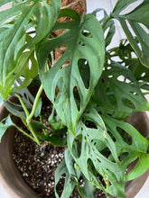 Load image into Gallery viewer, Monstera Adansonii