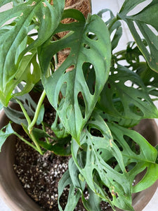 Monstera Adansonii