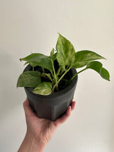 Load image into Gallery viewer, Epipremnum snow queen pothos