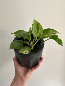 Epipremnum snow queen pothos