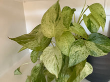 Load image into Gallery viewer, Epipremnum snow queen pothos