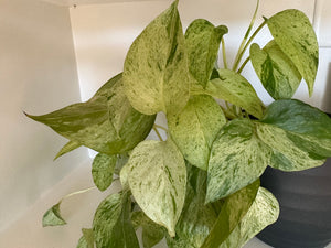 Epipremnum snow queen pothos