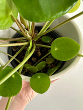 Load image into Gallery viewer, Chinese Money Plant ‘Pilea Peperiomiodes’