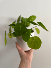 Load image into Gallery viewer, Chinese Money Plant ‘Pilea Peperiomiodes’