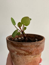 Load image into Gallery viewer, Chinese Money Plant ‘Pilea Peperiomiodes’