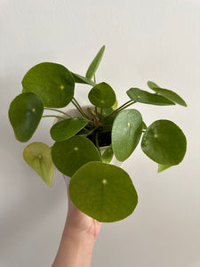 Chinese Money Plant ‘Pilea Peperiomiodes’