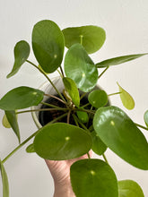 Load image into Gallery viewer, Chinese Money Plant ‘Pilea Peperiomiodes’