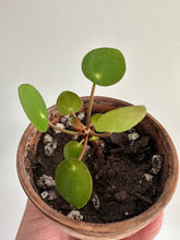Load image into Gallery viewer, Chinese Money Plant ‘Pilea Peperiomiodes’