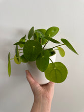 Load image into Gallery viewer, Chinese Money Plant ‘Pilea Peperiomiodes’